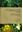 An illustrated field guide to the orchids of the Yotoco Forest Reserve (Colombia)/ Guia ilustrada de las orquideas de la Reserva Forestal de Yooco (Colombia). 2011. 120 b/w figs. 168 col. photogr. 293 p. gr8vo. Hardcover. - Bilingual (English / Spanish).