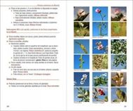 Plantas Silvestres de Madrid: Clave de Identificacion Mediante Fotografias. 2019. illus. 226 p. - In Spanish.