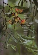 Mistletoes of Southern Australia. 2nd rev. ed. 2019.  illus. (col.).  X, 209 p. gr8vo. Paper bd.