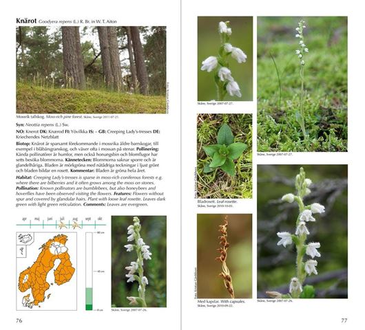 Nordens Orkidéer. En fältguide / Nordic Orchids. a field guide. 2020. Many col. photogr. & dsitr. maps. 232 p. Hardcover. - Bilingual (Swedish / English).
