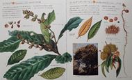 Illustrated Flora of Fagaceae Trees of the World. Beach, Oak, and Chestnut. 2020. many col. iillus. (drawings, photographs). 191 p. gr8vo. Hardcover.- In Japanese, with Latin nomenclature and English index.