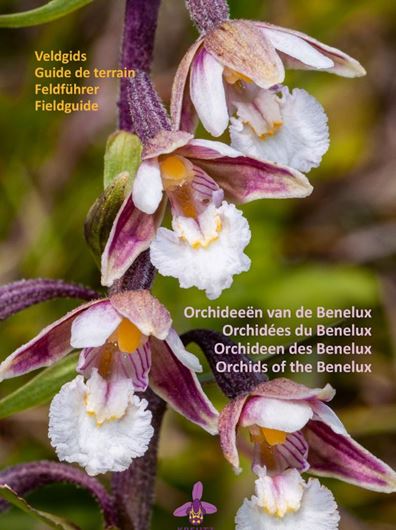 Orchideen van Benelux / Orchidées du Benelux / Orchideen des Benelux / Orchids of Benelux. Guide de terrain, Feldführer, Fieldguide. 2021. illus. (col. photogr. & distribution map).. 256 p. gr8vo. Hardcover.- Quatrilingual (Dutch, French, German, English)