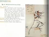 Study on Orchidaceae Specimens in the Herbarium of Guizhou Institute of Biology, China. 2019. illus. 477 p. Hardcover. - In Chinese, with Latin nomenclature.