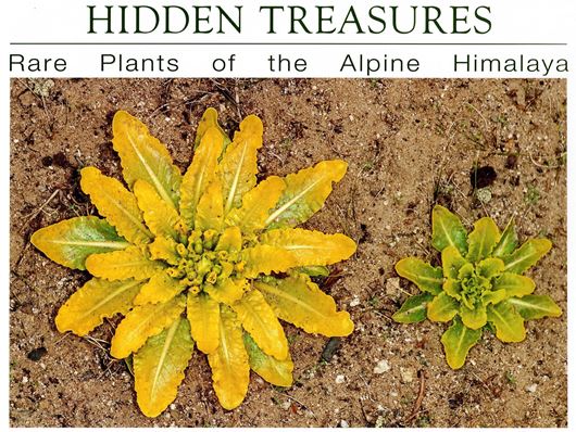 Hidden Treasures: Rare Plants of the Alpine Himalayas. 2017. 144 col. pls. 116 p. gr8vo. Hardcover.