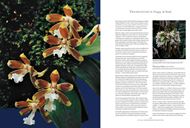 Vanishing Beauty. Native Costa Rican Orchids. Vol. 3: Restrepia - Zootrophion and Appendices. 2022. ca. 600 col. photogr. XV, 467 p. 4to. Hardcover.- In ENGLISH. (ISBN 978-3-946583-36-3)