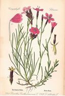 Thomé's Flora von Deutschland, Österreich und der Schweiz, 4 Bde. 1903 - 1907.  616 Farbtafeln. 1060 S. Halbleder.