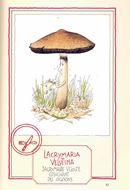 Le Gratin des Champignons. 1990.  illus. (col.). 224 p. gr8vo. Broché.