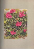 Les Fleurs des Alpes. 1938. 36 pls. en dix colureus d'après les Aquarelles de Paul. A. Robert & Introduction de Paul Jovet. 20 p. text.4to. Cartonné.