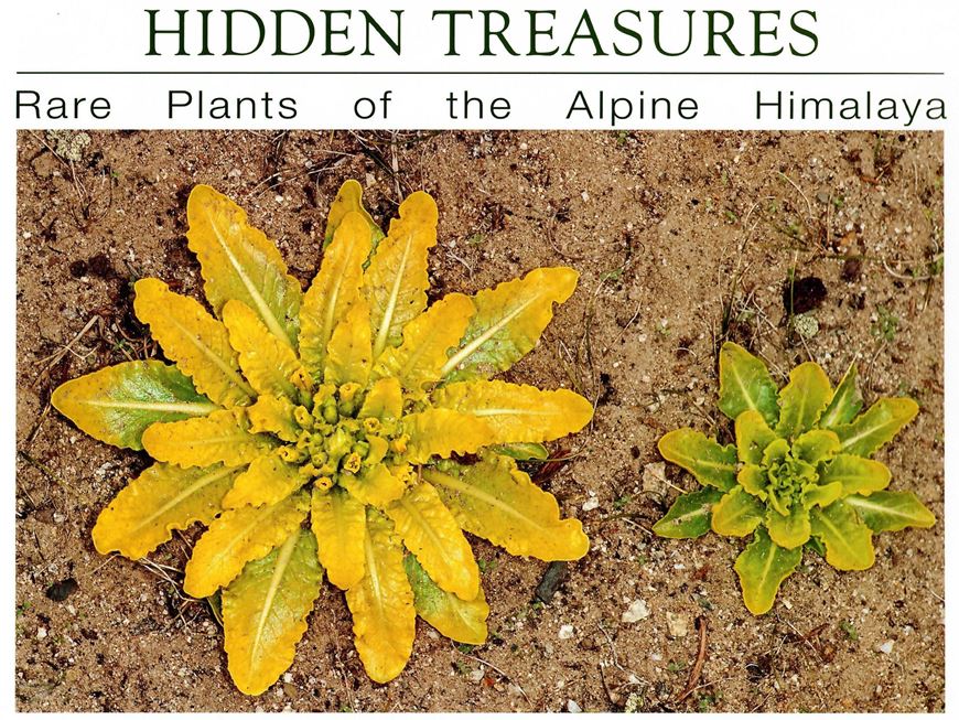 Hidden Treasures: Rare Plants of the Alpine Himalayas. 2017. 144 col. pls. 116 p. gr8vo. Hardcover.