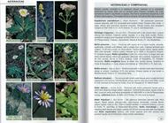 Flowers of Greece. 2 volumes. 2009. (Reprint 2021) 3500 col. photogr. 878 p. gr8vo. Hardcover.- Plus 1 DVD-ROM including 13.000 additional photographs. (ISBN 978-3-946583-09-7)