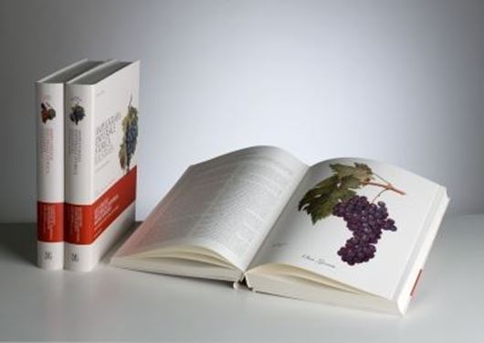  Ampelografia universale storica illustrata: i vitigni del mondo /Illustrated Historical Universal Ampelography. Grape Varieties Around the World. Compendio del Ampélographie di Pierre Viala e Victor Vermorel.. 3 volumes. 2012. 552 col. pls. 1428 p. Hardcover. Large 4to - Bilingual (Italian / English).