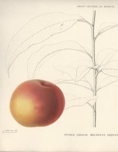 Le Jardn Fruitier du Mseum ou Iconographie de Toutes les Espèces et Variétés d'Arbres Fruitiers Cultivés das cet Etablissement Avec Leur Description, Leur Histoire, Leur Synonymie, Etc. Livraisons 73 à 82. Paris 1864 - 1865. 40 coloured engraved plates. 56 p. 4to.