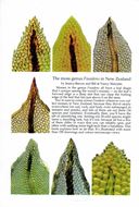 The moss genus Fissidens in New Zealand. 2nd rev. ed. 2018.illus.(col.). 130 p. - In English with a brief introduction translated into Maori.