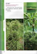 Illustrations of Bamboos in China. 2020. illus.(col.). 299 p. gr8vo. Hardcover. - Chinese, with Latin nomenclature.