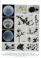 Volume 60: Zhuamg Wenying: Hypocreaceae. 2020. 227  col. plates. 225 p.of text. gr8vo. Hardcover.- In Chinese, with Latin nomenclature.