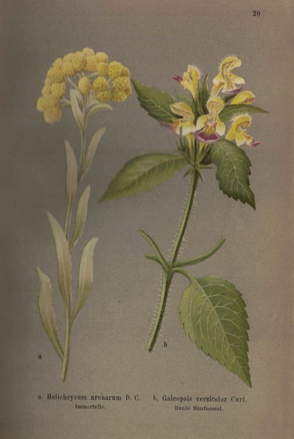 Herbst- und Winterblumen. Eine Schilderung der heimischen Blumenwelt, mit 71 Abbildungen im Farbendruck nach der Natur gemalt von Jenny Schermaul und 100 Holzstichen. 1886. XVII, 488 S. Hardcover.