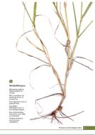 50 Grasses of the Limpopo Valley. Visual Identification Guide. 2021. col. illus. 112 p. lex8vo. Softcover.- Bilingual (English / Afrikaans)