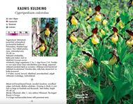 Eesti Orhideede Taskuraamat / Orchids of Estonia. 2019. illus. (col.). 110 p. gr8vo. Paper bd. - Bilingual (Estonian / English)