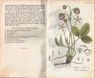 Flora von Thüringen. Zweite Abtheilung: Calycifloren. Dritter Band. Papilionaceen und Rosaceen nebst den verwandten Familien, nämlich Papilionaceen, Philadepheen, Amygdaleen, Rosaceen und Pomaceen. 1855. 151 farbige Kupfertafeln. VIII S. 8vo. Pappband der Zeit.