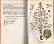 Flora von Thüringen. Erste Abtheilung: Thalamifloren. Zweiter Band: Violeen, Caryophylleen, Carmentaceen, Columniferen, Hesperideen und Trihilaten, nämlic Cisteen, Violarieen, Resedaceen, Droseraceen, Polygaleen, Sileneen, Alsineen, Elatineen, Lineen, Malvaceen, Tiliaceen, Hypericeen, Acerineen, Hippocastaneen, Ampelideen, Geraniaceen, Balsamineen, Oxalidee und Rutaceen. 1855. 131 farbige Kupfertr