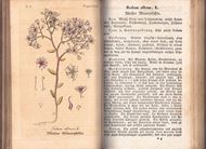 Flora von Thüringen. Zweite Abttheilung: Calycifloren. Vierter Band: Celastrineen, Rhamneen, Sanguisorbeen, Onagrarieen, Lythrarieen, Succulenten, Cornee, Aralöiaceen und Umbelliferen. 1855. 117 (statt 116) farbige Kupfertafeln. VIII S. und je 2 Seiten Tafelerläuetrungen. 8vo. Pappband der Zeit.