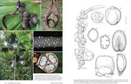 Palms of New Guinea. Illustrated by Lucy T. Smith. 2024. 640 col. photogr. 250 distribution maps and line-drawings. XVIII, 726 p. gr8vo. Hardcover.