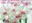 The Original Orchids. 1987. 202 coloured photographs. 203 p. Lex8vo. Cloth. In Box. - In Japanese and English.