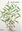  Dicot Weeds 1: Dicotyledonous weeds of 13 families (Zweikeimblaettrige Unkraeuter aus 13 Familien). 1988. illustr. (some col.). 335 p. Lex8vo. Hard cover. - Text in English/German/French/ Spanish.