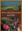 A field guide to the flora of the Natal Drakensberg.1990. 100 colourphotogr.200 p.8vo.Paper bd.