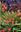  Bulbs for the Rock Garden. 1995. Many col. photographs. 160 p. gr8vo. Cloth.