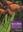A field guide to wild flowers- Kwazulu, Natal and the eastern region. 1998. 3000 col. photogr. 630 p.
