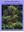 The Palms of New Caledonia / Les Palmiers de la Nouvelle - Calédonie. 1998. 51 col. plates. 119 p. 4to. Hardcover.- Bilingual (English / French).