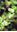 Plants and Flowers of the Azores / Pflanzen und Blumen der Azoren/ Plantas e Flores dos Acores. 2001. illus. 191 p. gr8vo. Paper bd.
