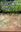 Algal Flora of Sundarbans Mangals. 2003. 40 col. pls. XVII, 317 p. Hardcover.