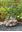 Pachyforms: A Guide to Growing Caudiciform and Pachycaul Plants.Includes A Photographic Catalog of Pachyforms.  2023. illus. 582 p. gr8vo. Softcover.
