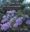 Wild Orchids in Myanmar. Volume 1: Highlight edition. 2003. Many col. photographs. 104 p. 4to. Hardcover. - Bilingual (Japanese / English).