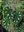 Begonias of Peninsular Malaysia. 2005. illus. 308 p. XI, 308 p. gr8vo. Hardcover.