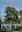 Handbook on Silviculture of Indian Trees. 2007. 288 p. gr8vo. Hardcover.