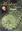 Monkey Puzzle man. Archibald Menzies, Plant Hunter. 2007. 8 col. pls. XIII, 223 p. gr8vo. Paper bd.