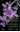 Orquideas de Costa Rica / Orchids of Costa Rica. Volume 3. 2009. illus. 163 p. gr8vo. Paper bd. - Bilingual (Spanish / English).
