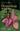 Orquideas de Costa Rica / Orchids of Costa Rica. Volume 5. 2009. illus. 176 p. gr8vo. Paper bd. - Bilingual (Spanish / English).