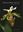  Paphiopedilum Species. The Essential Guide. 2011. Many col. photogr. 86 p. Paper bd.