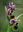  Orchidées sauvages de nos régions. 2011. Approx. 200 (partly full -page) col. figs. 194 p. Hardcover. - 24 x 30.5 cm.