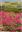 Wild Flowers of Greenland. Gronlands vilde planter. 2011. 270 col. photogr. 349 p. 8vo. Hardcover.- Bilingual (English / Danish).