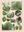  Flore de l'Iran en couleurs naturelles. Vol. 27. 2014. 124 col. pls. with 1 page of explanation each, in Farsi and French. 4to. In folder.
