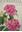 The Camellia. Volume 2.With 2 reproductions from painting by Raymond Booth and 14 reproductions from paintings by Paul Jones. 1960. 16 full- page coloured plates. 48 pages. Hardcover. Folio.