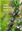 Leafy Medicinal Herbs: Botany, Chemistry, Postharvest Technology and Uses. 2016. XIII, 282 p. gr8vo. Hardcover.