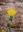Flora of the Sultanate of Oman. Vol.3: Logania- ceae to Asteraceae. 2015. (Scripta Botanica Belgica,55). Many dot maps. 386 p. Paper bound.- With 1 CD-ROM.
