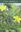 Flora of the Southern Western Ghats and Palnis. A field guide. 2016. illus 488 p. gr8vo. Paper bd.