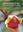 Annonaceae. Topicos elecionados. 2015. illus. 550 p. gr8vo. Paper bd. - In Portuguese.